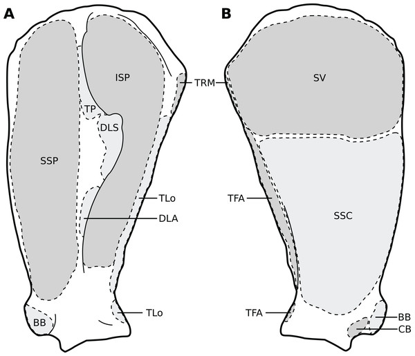 Muscular origins and insertions on the scapula of rhinoceroses.