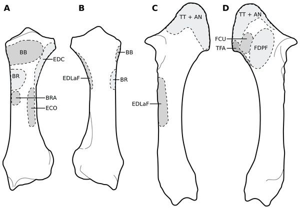 Muscular origins and insertions on the radius and ulna of rhinoceroses.