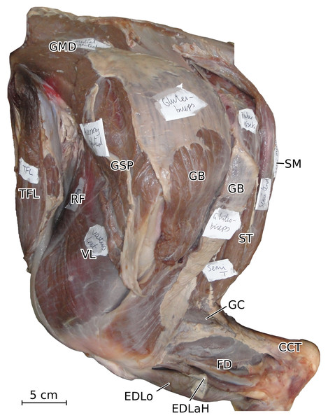 Photograph of the dissection of the superficial muscles of the left hindlimb (lateral view) of the neonate individual of C. simum, with muscle labels.