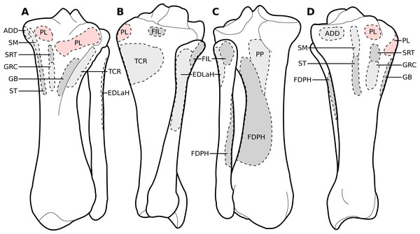 Muscular origins and insertions on the tibia and fibula of rhinoceroses.