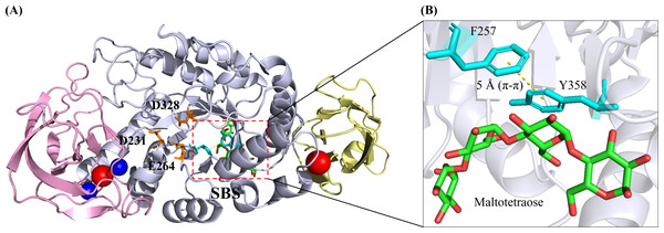 3D crystal structure of B. paralicheniformisα-amylase (Bli Amy; PDB ID: 6TP1) with maltotetraose at its substrate-binding site (SBS) (Božić et al., 2020).
