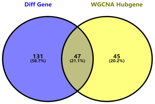 Key genes identified from both the DEGs and the hub genes.