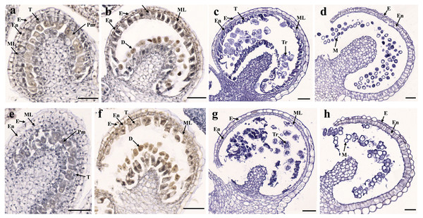 Transverse sections of anthers from fertile line SW-F (A–D) and sterile line SW-S (E–H) of S. miltiorrhiza plants during different maturation stages.