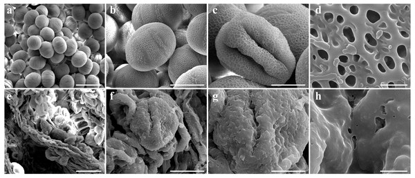 Comparison of scanning electron microscope (SEM) images of SW-F (A–D) and SW-S (E–H) pollen grains.