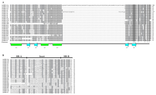 Multiple sequence alignment of DNA binding domains and the HR-A/B regions (OD) of pineapple HSFs.