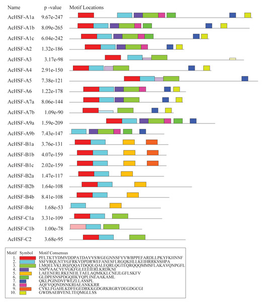 The conserved motif analysis of 22 AcHSFs.