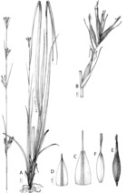 An integrative monograph of Carex section Schoenoxiphium (Cyperaceae ...