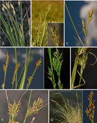 An integrative monograph of Carex section Schoenoxiphium (Cyperaceae ...