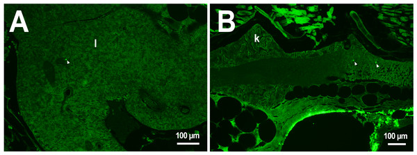 PMs-PEG in zebrafish circulatory system after intrarenal injection.