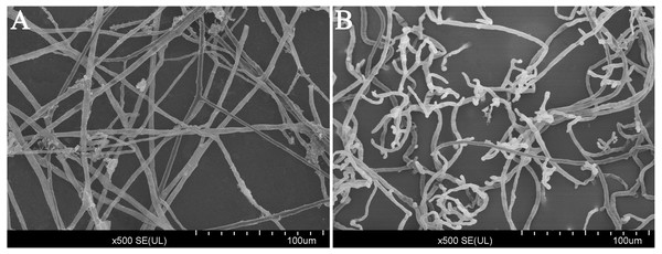 Scanning electron microscope images (500×) of the morphology of P. capsici with and without treatment with CA.
