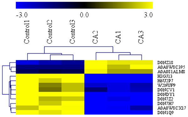 Heatmap of protein expression levels in in solvent control and CA treatment.