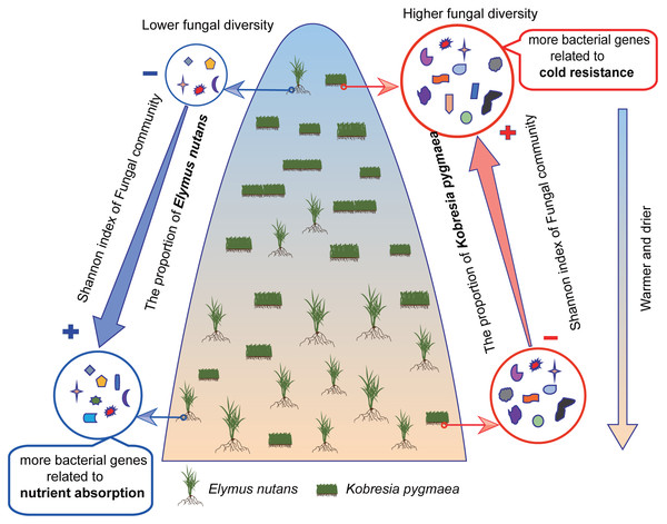 Frame diagram of response of endophytic bacterial and fungal community to altitude.