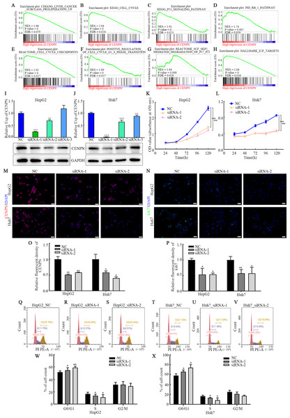 Interfering with CENPN expression inhibits the proliferation of HCC cells and the G1/S transition.