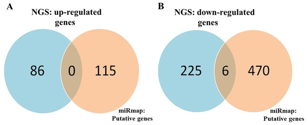 Identification of potential candidate genes through a combination of next-generation sequencing (NGS) and miRmap databases.