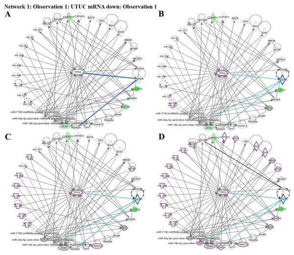 Network prediction for PDE5A, RECK, ZEB2, and CYBRD1 involved in urothelial carcinoma analyzed using the Ingenuity Pathway Analysis database.