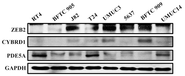 Protein expression analyzed using western blot analysis.