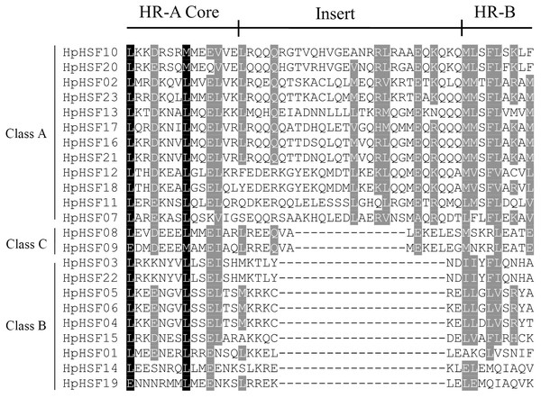 Multiple sequence alignment of the HR-A/B regions of 23 members of the HSF protein family.