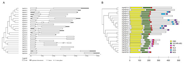 Gene structure (A) and conserved motifs (B) of HpHSF family members.