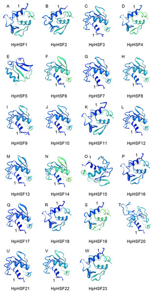 (A–W) Modelling of HpHSF family members, A Drosophila HSF was used as a template.