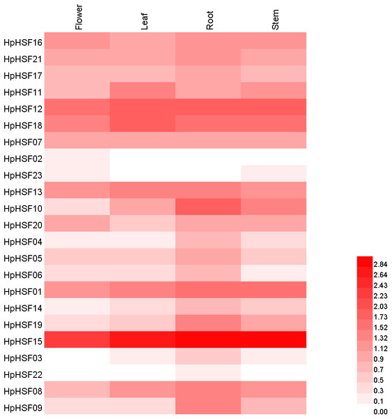Heat map representation and hierarchical clustering of HpHSF genes in flower, leaf, root, stem.