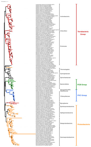 Phylogenomic tree of the largest selection of Bacteria.
