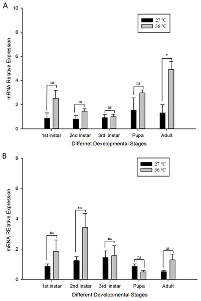 Relative mRNA expression levels of Ccshsp11.0 (A) and Cchsf (B) at different developmental stages at 27 and 36 °C.