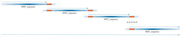 A diagrammatic view of merging multiple Sanger sequences.