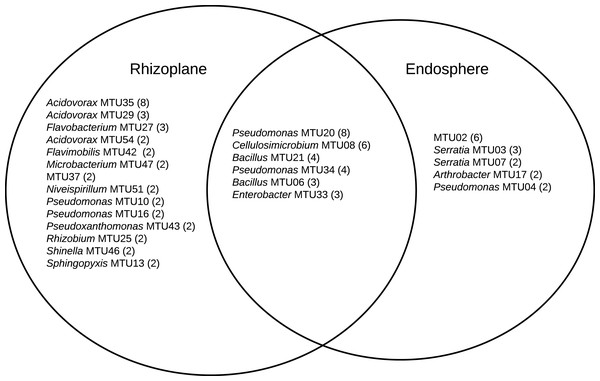MTUs detected in library generated from the rhizoplane and endosphere of maize.