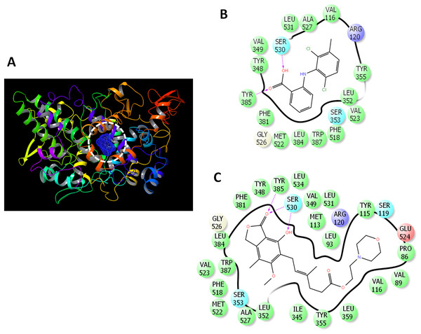 Docking of mycophenolate mofetil into the active site of COX-2.