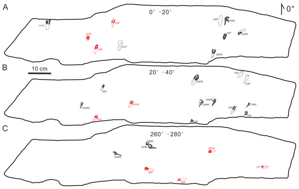 Some possible but uncertain trackways of the same size and forward orientation footprints (the red color possibly represents the same trackway).