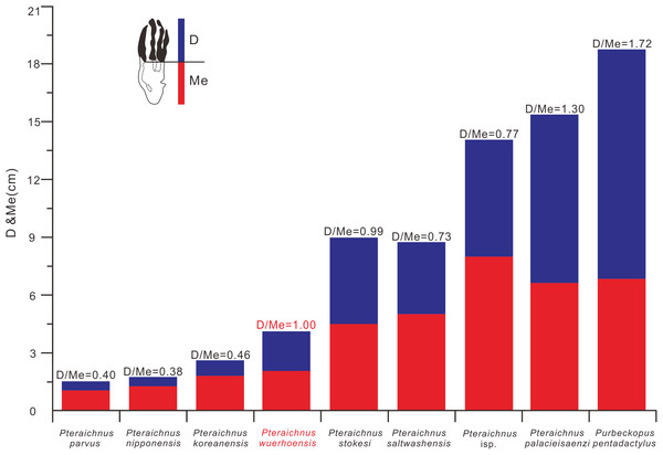 Comparison between D/Me ratios of reported ichnospecies of Pteraichnidea, Pteraichnus wuerhoensis isp. nov. and Pteraichnus isp.
