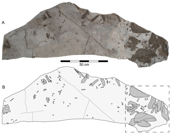 Durnonovariaodus maiseyi gen. et sp. nov., MJML K1624, holotype, from the Upper Jurassic Kimmeridge Clay Formation (early Tithonian) near Freshwater Steps, Encombe, Dorset, England.