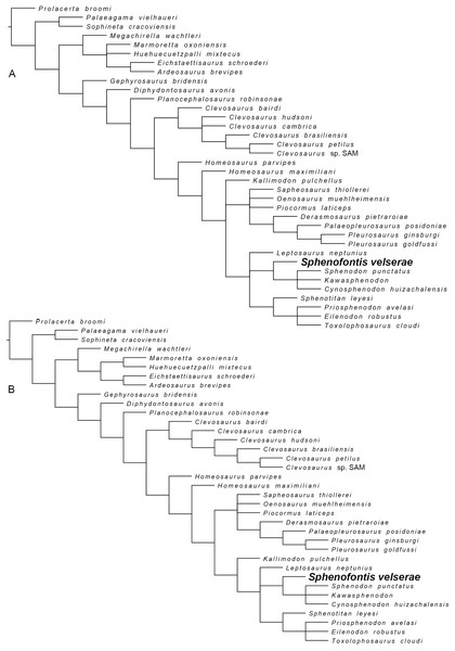 Phylogenetic relationships of Sphenofontis velserae gen. et sp. nov.