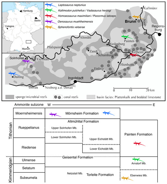 Geographic and stratigraphic distribution of non-pleurosaurid rhynchocephalians in the Solnhofen Archipelago, based on the occurrences of the respective type specimens of the named taxa.