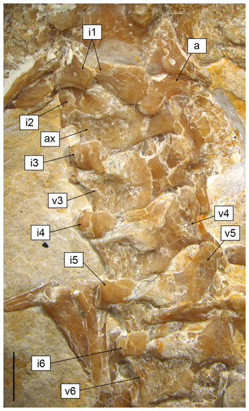 Cervical region of Sphenofontis velserae gen. et sp. nov.