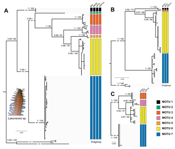 Bayesian phylogenetic trees for Laeonereis species based on COI (A), 16S (B) and 28S (C).