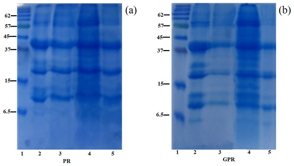 SDS-PAGE patterns of proteins extracted from PR (A) and GPR (B) in comparison with rice flour (RF).
