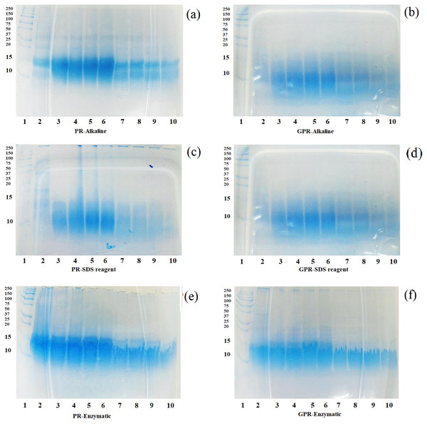 SDS-PAGE patterns of proteins extracted from PR (A, C, E) and GPR (B, D, F) after in-vitro digestion.