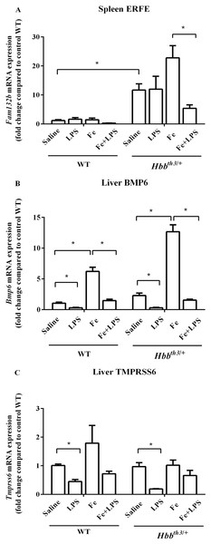 Effects of LPS on the mRNA expression of upstream regulators of hepcidin in wild type and thalassemic mice with/without parenteral iron loading.
