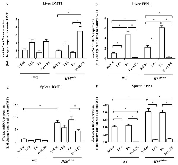 Effects of LPS on the mRNA expression of DMT1 and FPN1 in the liver and spleen of wild type and thalassemic mice with/without parenteral iron loading.