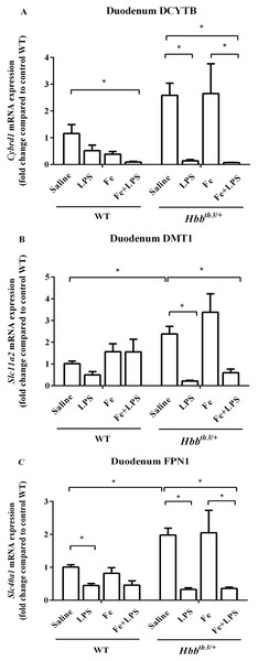 Effects of LPS on the mRNA expression of iron transport molecules in the duodenum of wild type and thalassemic mice with/without parenteral iron loading.