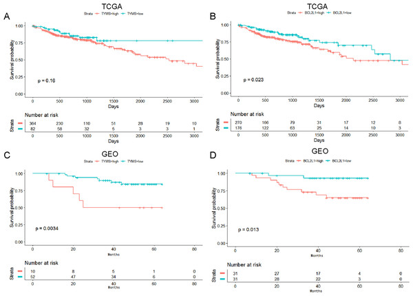  Survival analysis of TYMS and BCL2L1 in colorectal cancer.