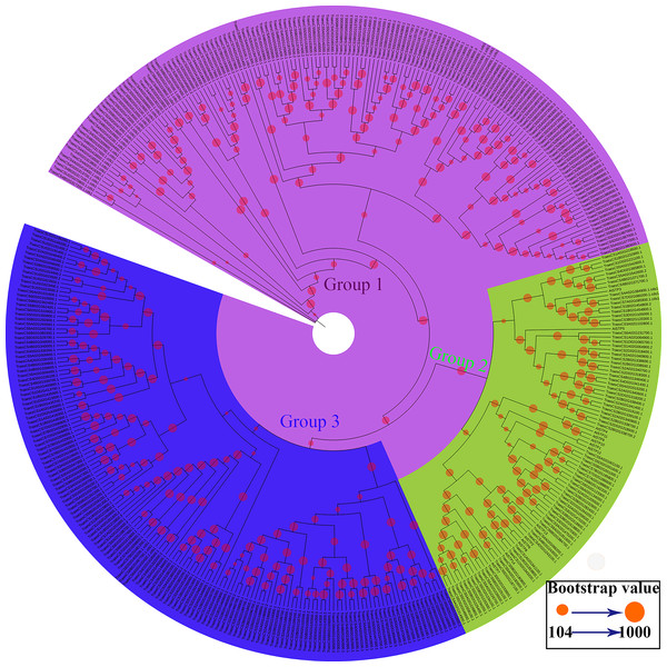 Phylogenetic relationships and subfamily designations of the STP proteins from wheat and Arabidopsis thaliana.