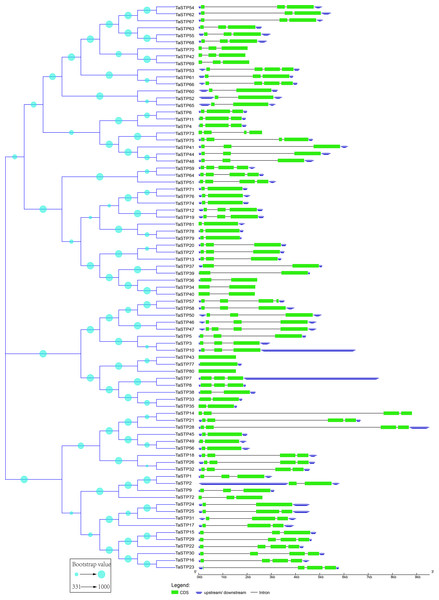 Predicted TaSTP protein phylogeny and exon-intron structure.