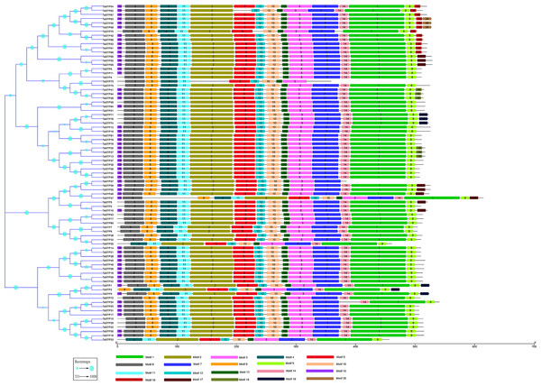 MEME motif search results of the predicted TaSTP proteins by MEME suite 5.0.1.