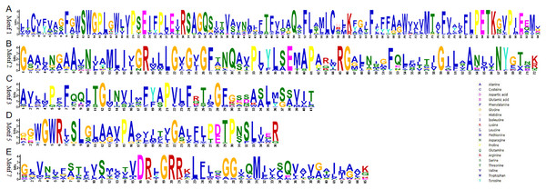 Conserved motifs of Sugar_tr in STP proteins.