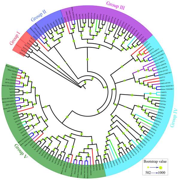 Phylogenetic relationship of the TaSTP proteins in seven plant species.