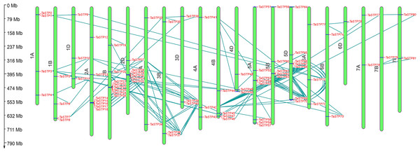 Chromosomal locations of the wheat sugar transporter (TaSTP) genes.