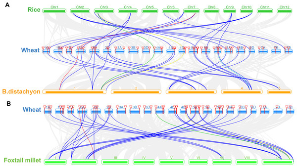 Synteny analysis of TaSTP genes between wheat and three representative plant species.