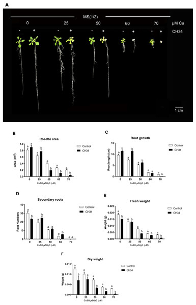 Effect of Cupriavidus metallidurans CH34 on growth parameters of Arabidopsis thaliana.